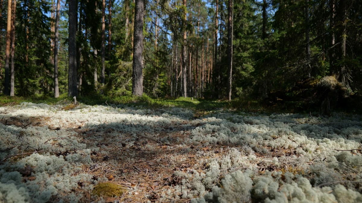 Kuidas alustada tervislikku eluviisi